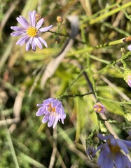 Symphyotrichum oolentangiense