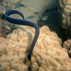 Emydocephalus annulatus