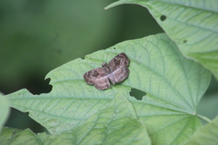 Quadrus cerialis