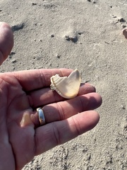 Semicassis granulata