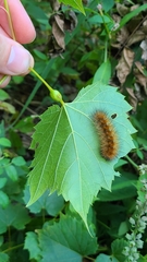 Neolasioptera vitinea