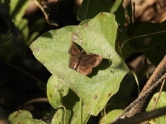 Staphylus hayhurstii