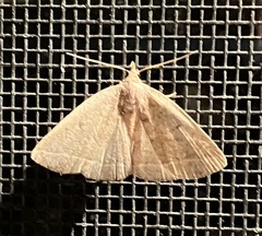 Zanclognatha marcidilinea