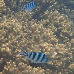 Abudefduf sexfasciatus