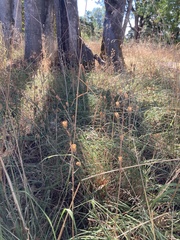 Camassia