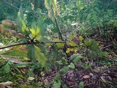 Aconitum taigicola