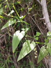 Dioscorea variifolia