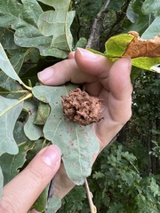 Callirhytis seminator
