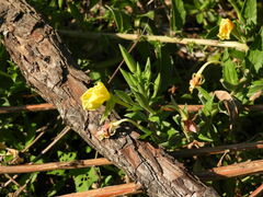 Oenothera laciniata