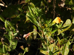 Oenothera laciniata