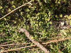 Oenothera laciniata