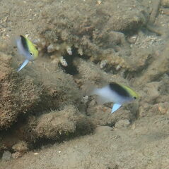 Chrysiptera rollandi