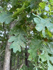 Callirhytis seminator