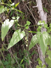 Dioscorea variifolia