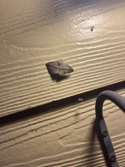 Anticarsia gemmatalis