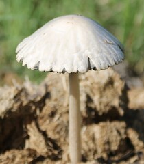 Panaeolus