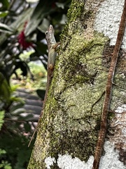 Anolis lineatopus