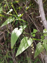 Dioscorea variifolia