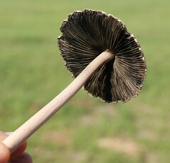 Panaeolus