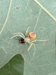 Araneus alboventris