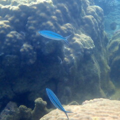 Caesio caerulaurea