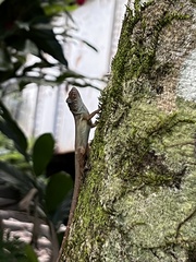 Anolis lineatopus