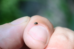 Brachiacantha decempustulata