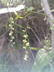 Dioscorea variifolia