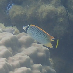 Chaetodon trifascialis