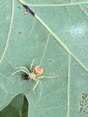 Araneus alboventris