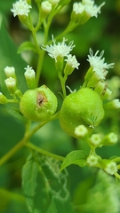 Schizomyia eupatoriflorae