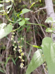 Dioscorea variifolia