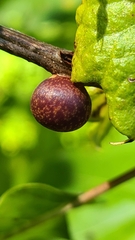 Kokkocynips imbricariae