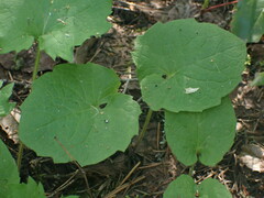 Arnica cordifolia