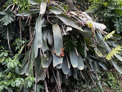 Hohenbergia