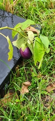 Solanum melongena