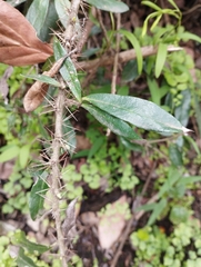 Archidasyphyllum excelsum