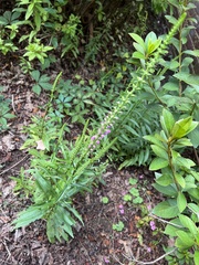 Physostegia virginiana