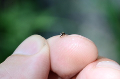 Brachiacantha decempustulata