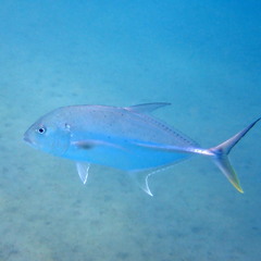 Caranx papuensis