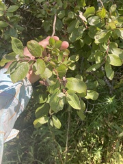 Salix bebbiana