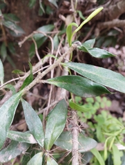 Archidasyphyllum excelsum