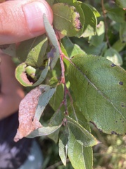 Salix bebbiana