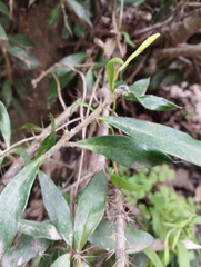 Archidasyphyllum excelsum