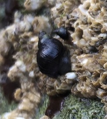 Littorina