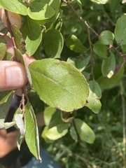 Salix bebbiana