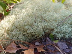 Cladonia arbuscula