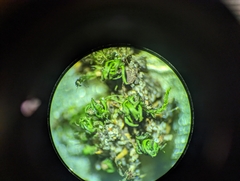 Hyophila involuta