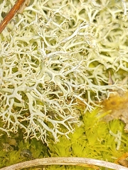 Cladonia arbuscula