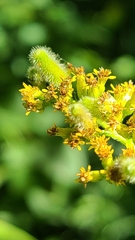 Rhopalomyia anthophila